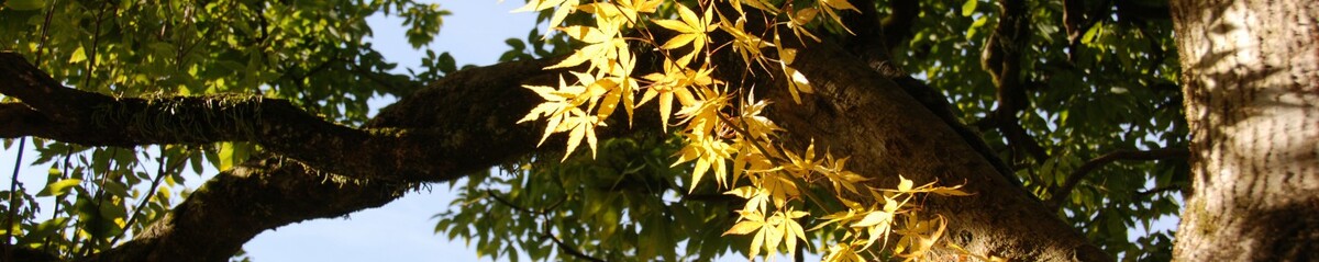 cropped-nikko-leaves.jpg
